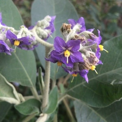 Solanum mauritianum — flower