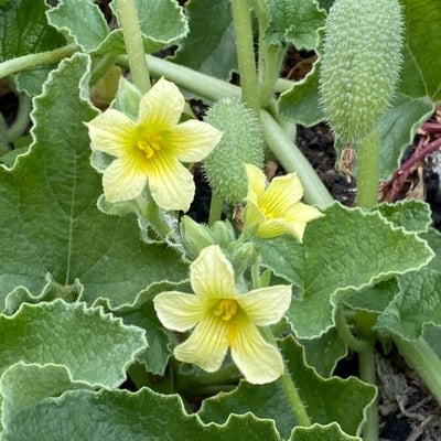 Ecballium elaterium — flower