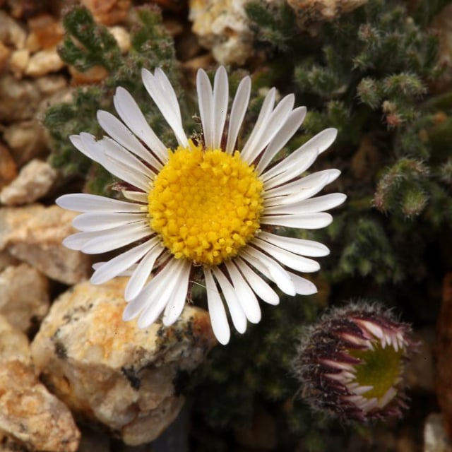 Erigeron compositus — flower