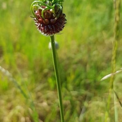 Allium vineale — flower