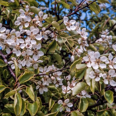 Pyrus cordata — flower