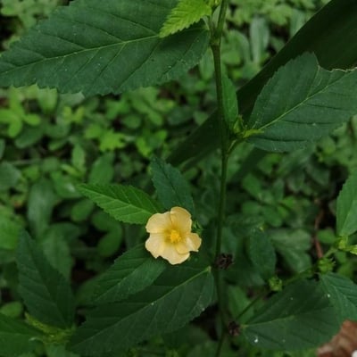Sida rhombifolia — flower