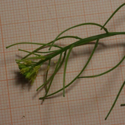 Sisymbrium erysimoides — flower