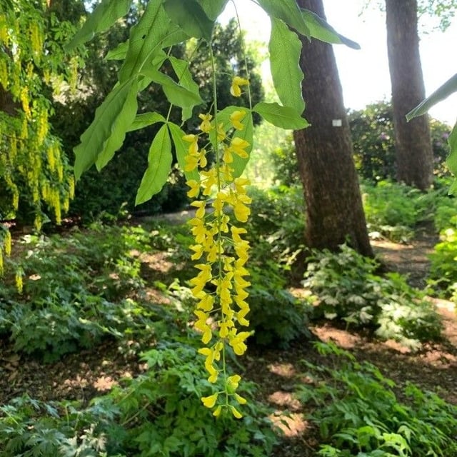 Laburnum alpinum — flower
