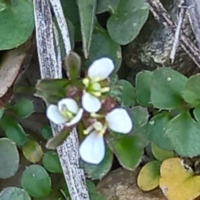 Cardamine hirsuta — flower