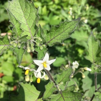 Solanum villosum — flower