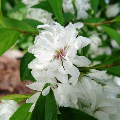 Prunus japonica — flower