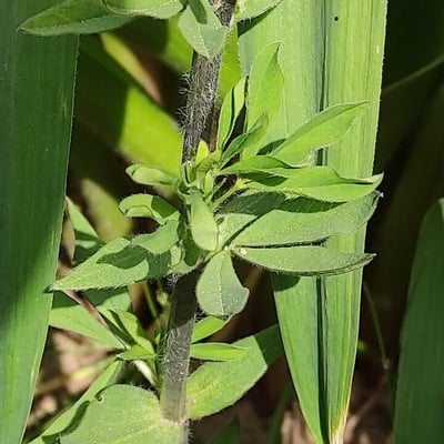 Thermopsis lanceolata — leaf