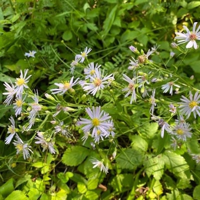 Eurybia macrophylla — flower