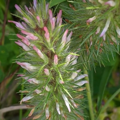 Trifolium angustifolium — flower