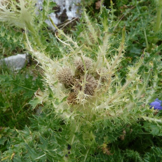 Cirsium spinosissimum — flower