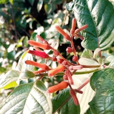 Hamelia patens — flower