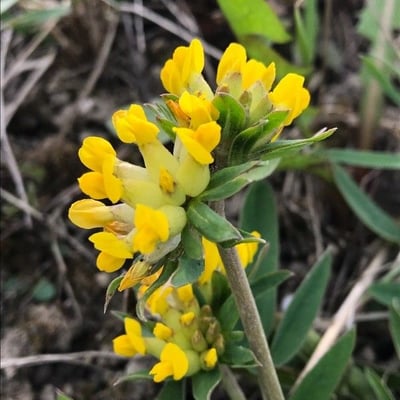 Anthyllis vulneraria — flower