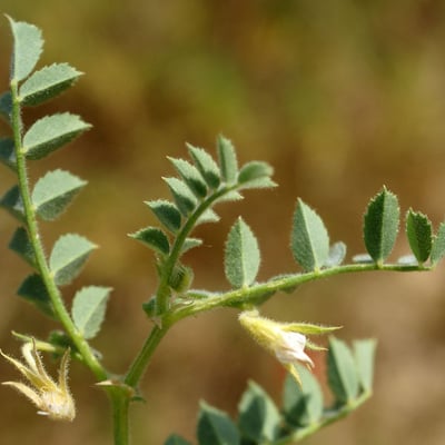 Cicer arietinum — flower