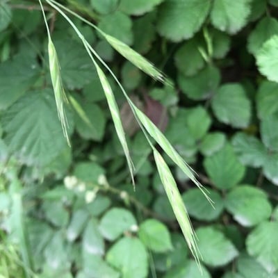 Bromus carinatus — flower