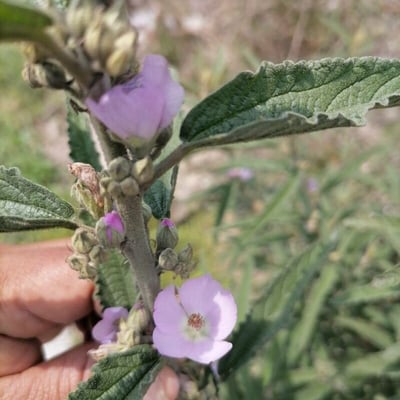 Sphaeralcea angustifolia — flower