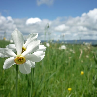 Narcissus poeticus — flower