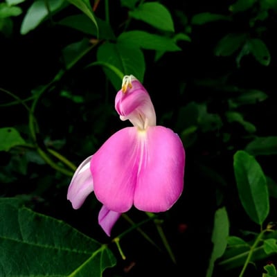 Canavalia rosea — flower