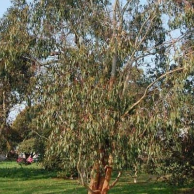 Eucalyptus delegatensis — leaf