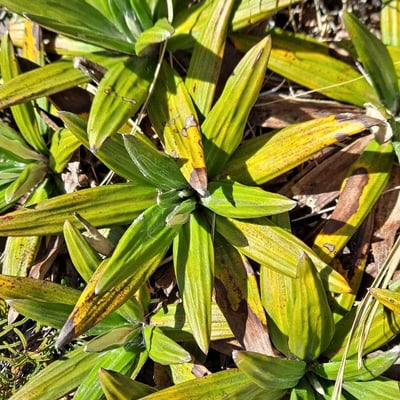 Celmisia spectabilis — leaf