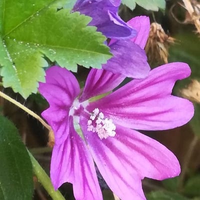Malva sylvestris — flower