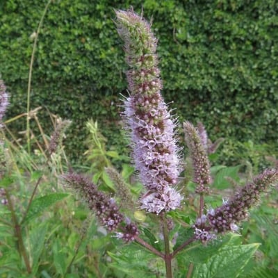 Mentha spicata — flower