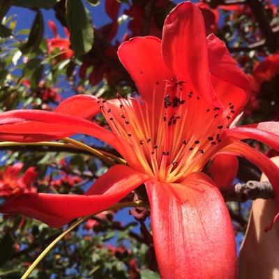 Bombax ceiba — flower