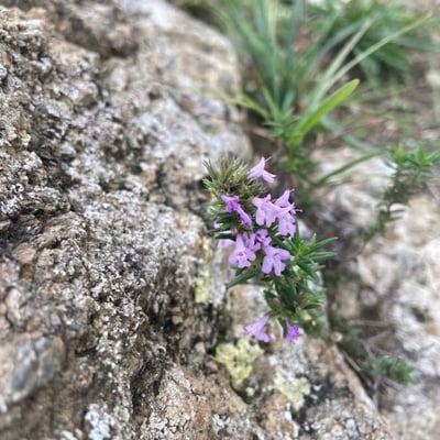 Micromeria graeca — flower