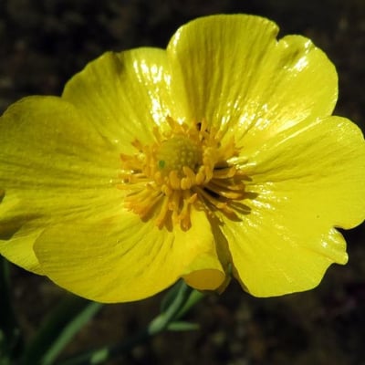 Ranunculus lingua — flower