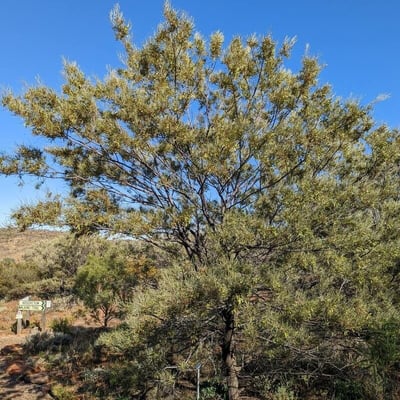 Acacia aneura — habit
