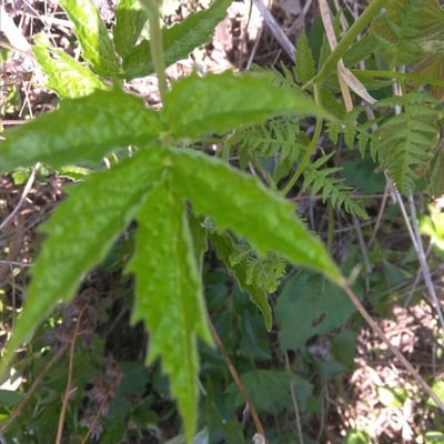 Cardamine leucantha — leaf