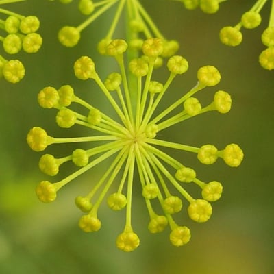 Anethum graveolens — flower