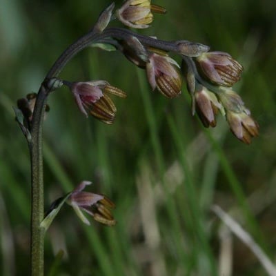 Thalictrum alpinum — flower