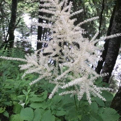 Aruncus dioicus — flower