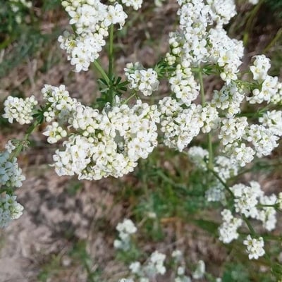 Galium glaucum — flower