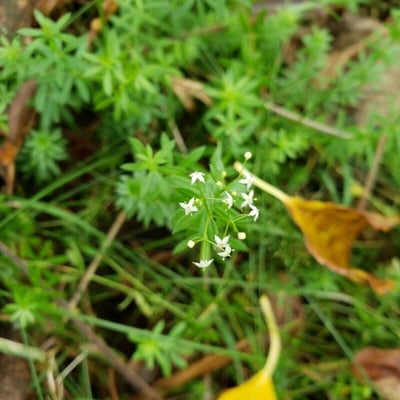 Galium album — flower
