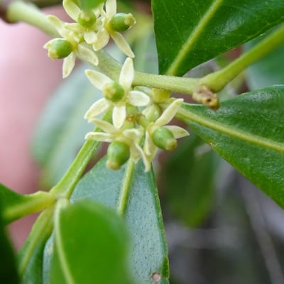 Zanthoxylum asiaticum — flower