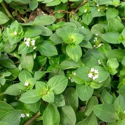 Richardia scabra — flower