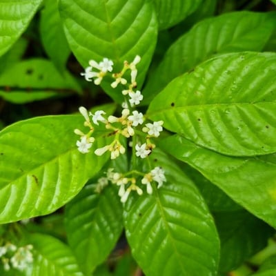 Psychotria nervosa — flower