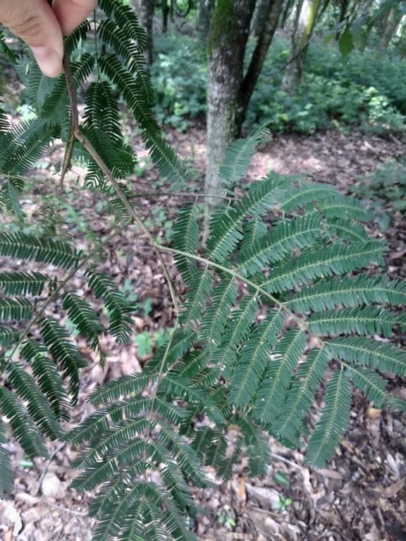 Parapiptadenia rigida