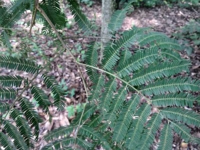 Parapiptadenia rigida