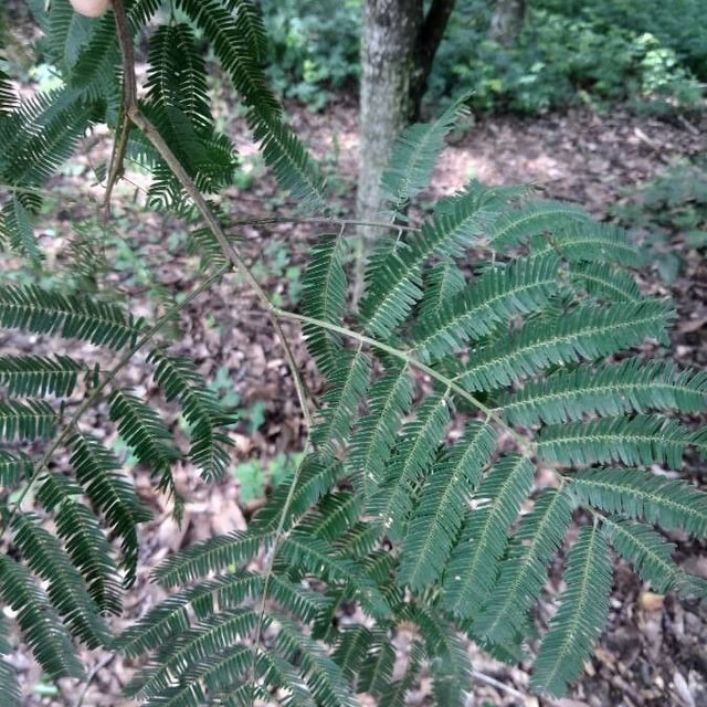 Parapiptadenia rigida