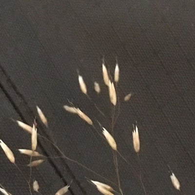 Avenella flexuosa — flower