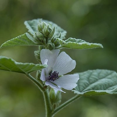 Althaea officinalis — flower