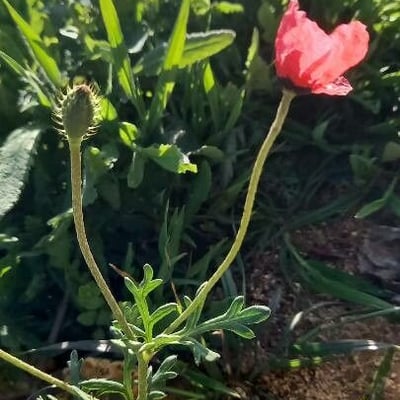 Papaver hybridum — flower