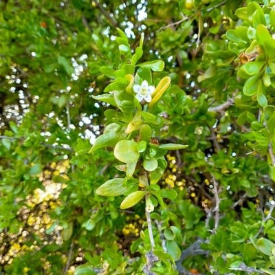 Lycium ferocissimum — flower