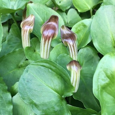 Arisarum vulgare — flower