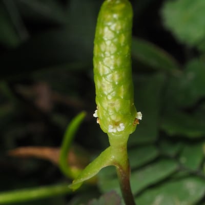 Anthurium scandens — flower