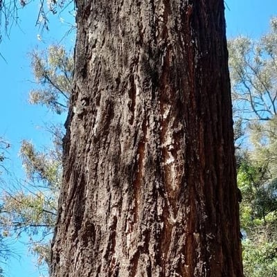 Eucalyptus siderophloia — bark