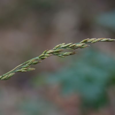 Patzkea paniculata — fruit